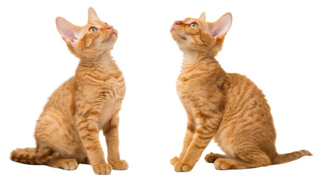 Devon Rex kittens Breeder