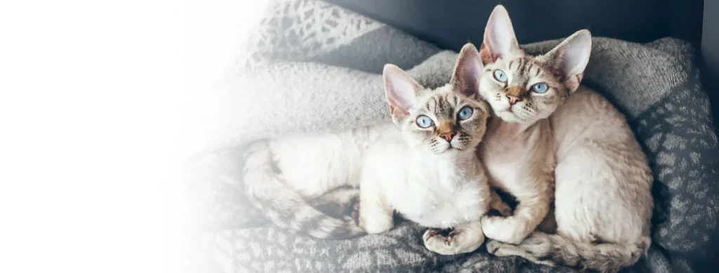 Buy Devon Rex Online